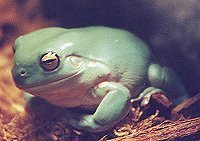 A sub-adult frog bred from an Australian female and an Indonesian male.