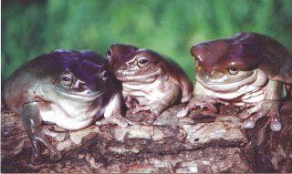 Three Indonesian females (California bred) one week out of aestivation in the log they are sitting on. They will shortly turn a much brighter green color.

Note the variation in body shape even within specimens from one locality.