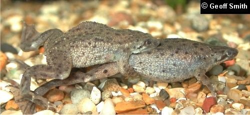 Dwarf frogs mating.