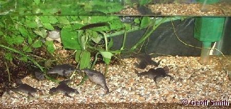 Seven frogs.