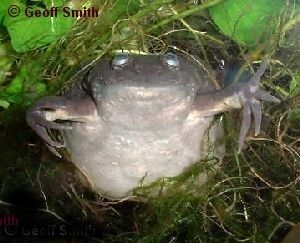 A guppy's nightmare.