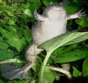 A female perching on a leaf (menacingly).