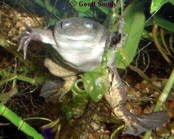 A male.