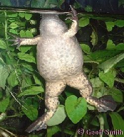 A female frog making a mysterious hand gesture.