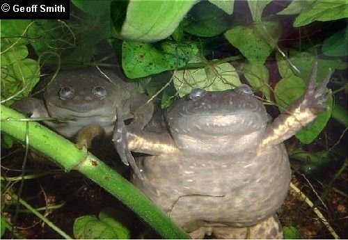 Two frogs skulking in the under(water)growth. Female front; male behind.