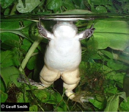 male insides
