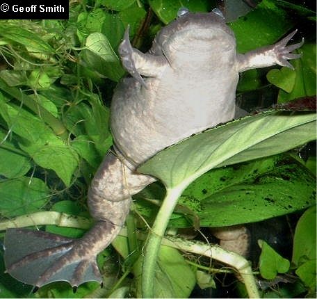 A female perching on a leaf...menacingly.