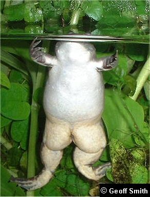 A male with eyes peering above the water surface.