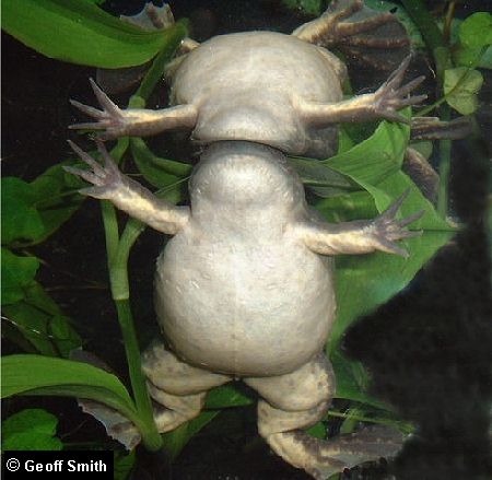 Reflection at the water surface.
