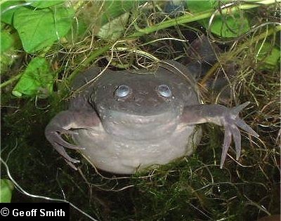 A frog looking a bit weird.