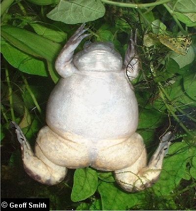 A male trying to look small.