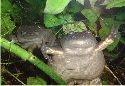 Two clawed frogs skulking in the under(water)growth. Female front; male behind.