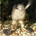 A frog with aspirations to become an orchestra conductor.