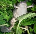 A female perching on a leaf...menacingly.