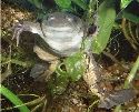 A male clawed frog.