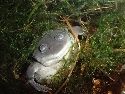 A clawed frog taking a sideways look at the world.