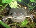 Smiley frog