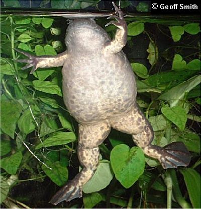 A female frog making a mysterious hand gesture.