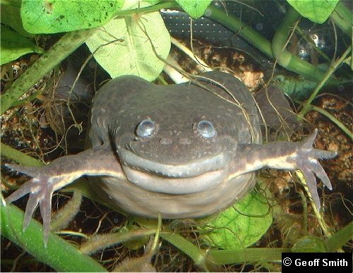 Smiley Frog