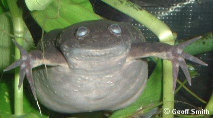 An adult female Xenopus borealis.