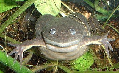 Smiley frog.