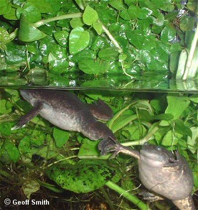 Terrestrial plants grow hydroponically above and below the water surface.